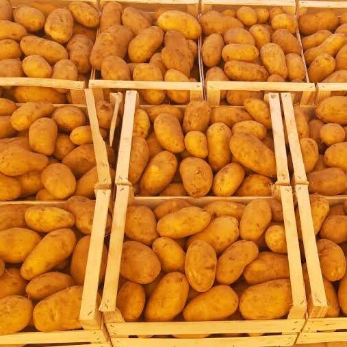 Patate