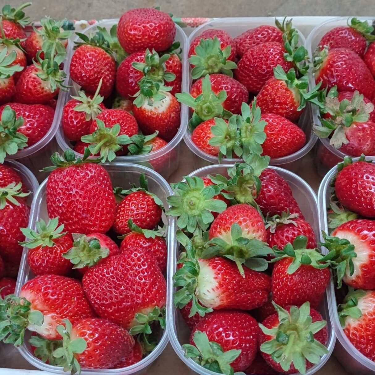 Fragole in vaschette da 250 gr